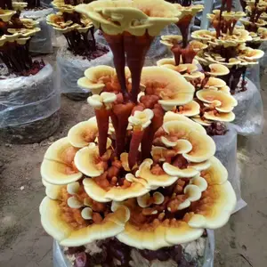 �ʻ���֥���Գ��� ����Ʒ �칫�ҿ������� �������������֥