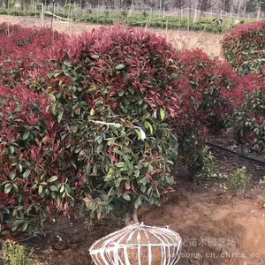 ������Ҷʯ����׼���� ���̺�Ҷʯ���1��2
