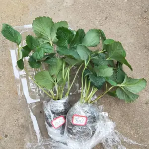 苗圃出售草莓苗冠幅饱满温室营养杯苗抗病性强矮壮苗现挖现卖