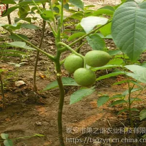 早实核桃树苗,早实核桃树苗批发