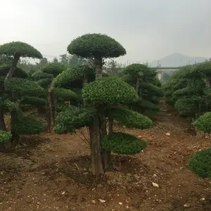湖北对节白蜡价格|京山对节白蜡|对节白蜡小苗
