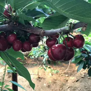 ̩��������ľ��Ӧӣ���磬1����ӣ��������۸�