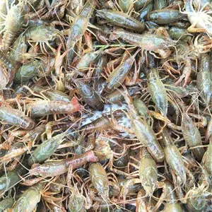 眉山小龙虾批发市场价格全国包邮-小龙虾***格每天价格表-小龙虾批发基地