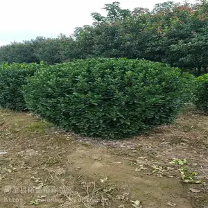 0.8-2.5�׶�����������Դ���� ��Ҷ��ҶŮ���� �̻�������ľ