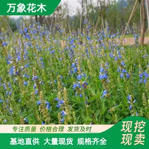 花海宿根 天蓝鼠尾草 景观花卉庭院种植草花 绿化工程种植苗