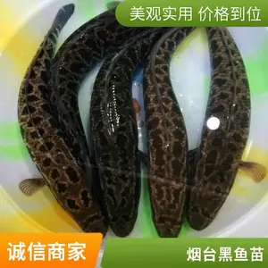 山东烟台本地黑鱼苗泥鳅鱼苗养殖场一塘一苗不混批