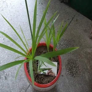 ��Ӧ�����ǿ�����ɫ������Ƭ ���ṩ�и����ͼ�ζ���