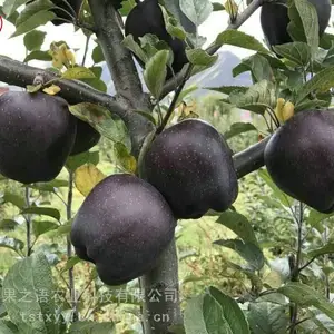 ƻ��������������ƻ������Ӧ�̡�2����ƻ������
