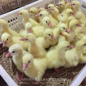 ����������ֳ����,���������¶�,���������������