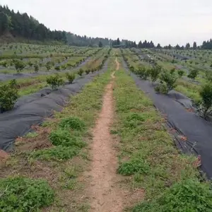 果园盖草布生产厂家-恒达布业出效很快-阳江果园盖草布