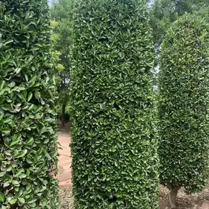 大叶黄杨柱,高篱笆直接成型