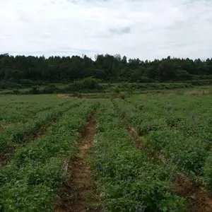 ����������ֲ���ص��������粽���Բ�����