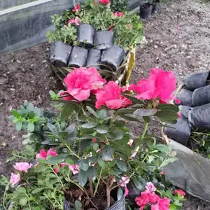 �������ش�������13���߶�15�������ϵĹ�����Ŷ�ļ����̻��