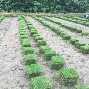 百慕大草坪怎么样草坪 红三叶草皮卷 火炬种子