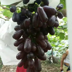 河南春晖牌PS-3 紫翠无核极早熟葡萄苗树,树龄6-8年,牛奶香味,口感***适应庄园,别墅,庭院绿化