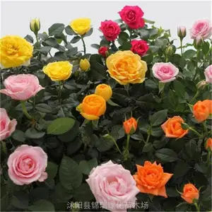 ��ñ���¼� ���պ�ñ���¼�������***