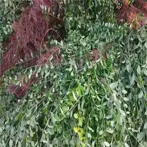 ���շ����ٻ��� ���۴�Ҷ�����ٺ�СҶ������ ����