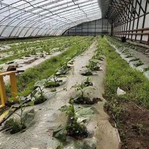 沈阳有机黄瓜供应