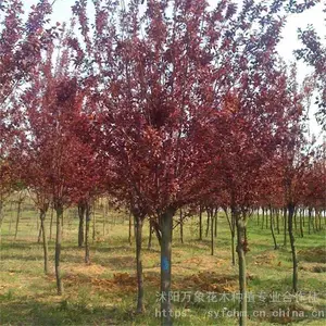 ��Ӧ��Ҷ�����÷���ƽ𻱡���鵵���ľ-��ľ