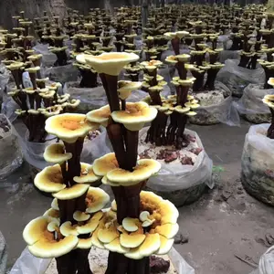 ������֥������ ԭ�� ������ �߲�֥���� ��֥��ֲ���� ������֥���� ����֥�۸�