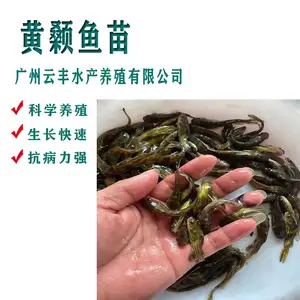 温水性鱼类黄颡鱼苗生长速度快 耐低氧黄辣丁鱼苗 水花包邮包活