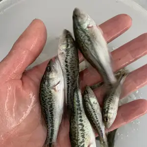 ����ˮ��������������̬������ѡƷ��ȫ������ȫ�����ļ���֧�ֱ���