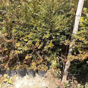��Ӧһ�����춹ɼС��/�������춹ɼС��۸�