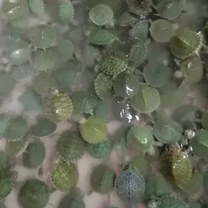 �������� �ݹ��� ��ˮ��ֳ ��ֳ��ֱ�� ȫ������