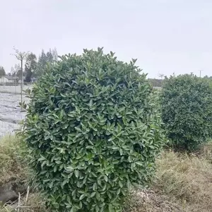 ��Ҷ��������ۣ��������۴�Ҷ�������ӣ���Ʒ��Ҷ������