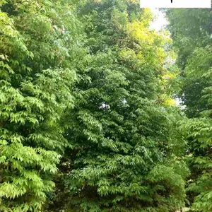 �Ĵ�������Ի��� ���깩ӦСҶ��� ���ιڷ��� �ļ����� ����԰�ֹ����̻���ľ