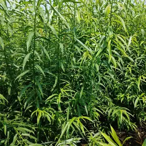 辽宁省本溪市柳条种植基地主营灌木杞柳@灌木柳 多年生草本 公路花坛绿化带种植 禾林