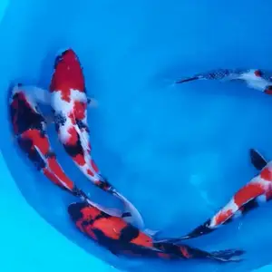 湖州锦鲤 活体观赏鱼 锦鲤鱼 渔场直销