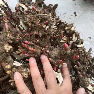 ���հ�����ѿ
