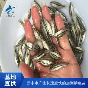 ��ˮ�޷�����/����������/��������ֳ���� �������
