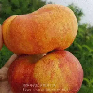 ��԰�ճ������´��е��������4�š�����19��������С��