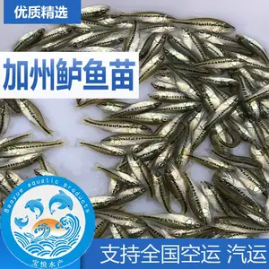 中卫加州鲈鱼苗水花咨询 鱼苗