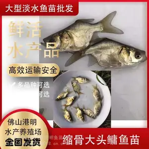 【2022新货好苗】淡水缩骨大头鱼苗鳙鱼苗 全国发货