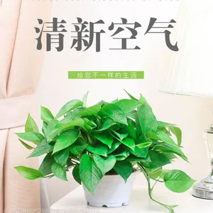 ��Ӧ����ֲ�����ޡ�����ֲ����ڷ���ֲ���ռ�����С������������