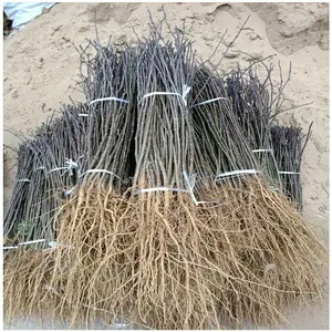 �Ĵ���������۸� ����ۻ��������� ���������ӻ��ع�Ӧ