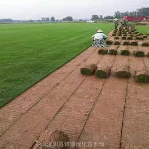 人工种植真草坪 果岭草草坪 四季常绿 固堤保土 城市绿化