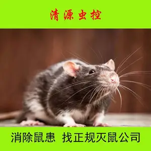 【清源虫控】丹阳句容奶茶/蛋糕房灭鼠公司资质***方法