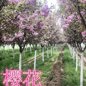 陕西樱花树批发 高杆樱花工程乔木绿化行道树 周至绿森苗圃