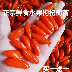 枸杞苗种植南方适合种植 绿化占地枸杞苗产地直发全国包邮