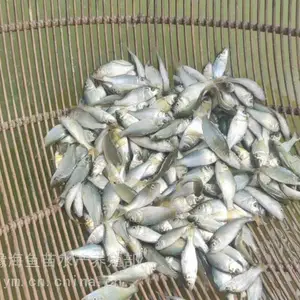 河南大型鱼苗孵化基地价格 低成活*** 回收成品鱼鲤鱼苗草鱼苗花鲢苗