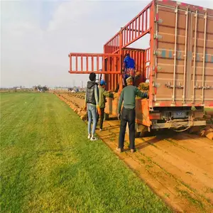 μ���󶬲�-������Ҷ��-�󶬲�����