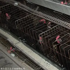 多鸡苗量大批发多鸡苗包运输包疫苗