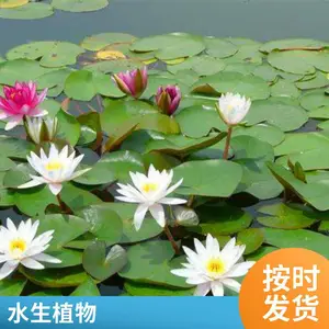 睡莲苗湿地公园用花色多样适合河道湖泊当年开花免费技术指导生长快花期长
