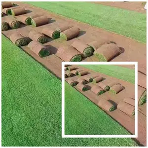 ?河北地区绿化带草坪沧州草皮铺设草种草籽播种养护种植?供应?石家庄草坪