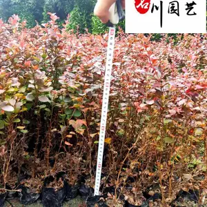 出售红叶小檗工程苗 柴叶小檗 30-50公分红叶小檗价格 四川成都红叶小檗基地