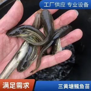 双牌淡水大规格塘鲺鱼苗,3-5cm黄骨鱼苗 鲜活发货